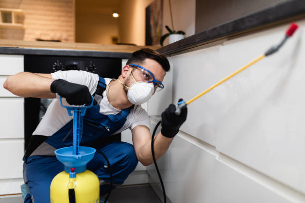 Best Spider Control Near Me  in Ford Heights, IL