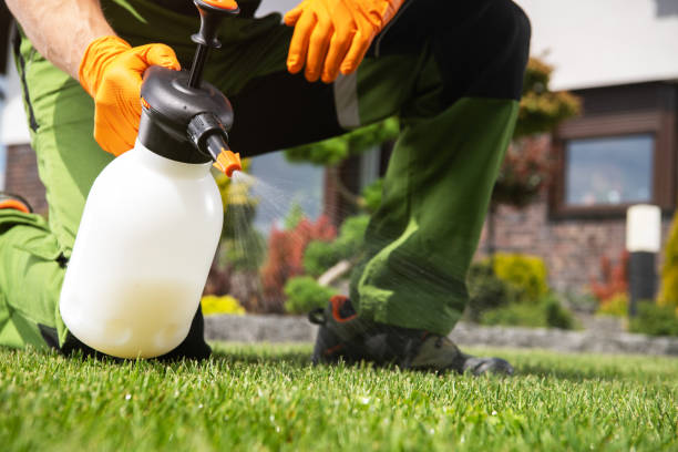 Best Termite Control Services  in Ford Heights, IL