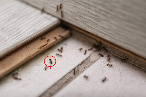 Best Commercial Pest Control Services  in Ford Heights, IL