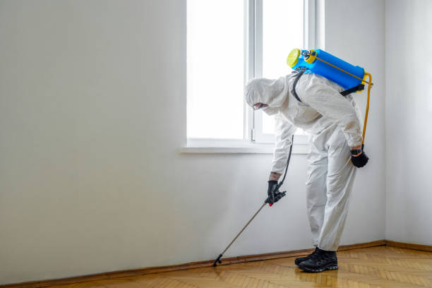 Best Ant Control Services  in Ford Heights, IL