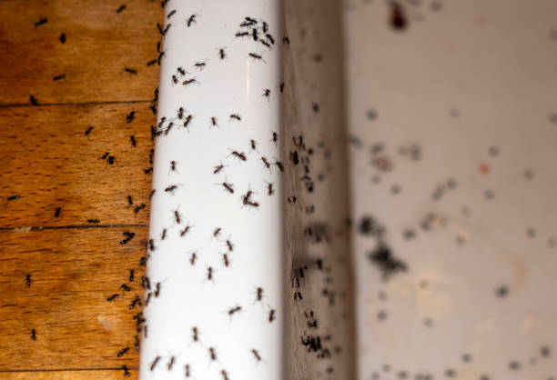 Best Emergency Pest Control  in Ford Heights, IL