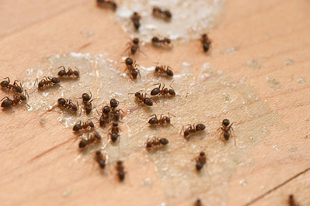 Best Best Pest Control Companies  in Ford Heights, IL
