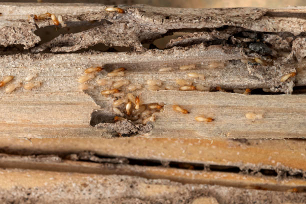 Best Exterminator Services  in Ford Heights, IL