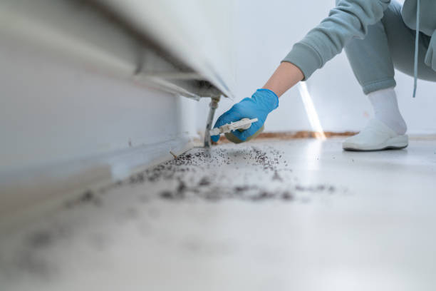 Best Affordable Pest Control Services  in Ford Heights, IL