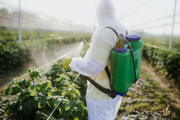 Best Affordable Pest Control Services  in Ford Heights, IL